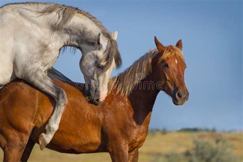 ejaculation d'un cheval|accouplement des Chevaux .